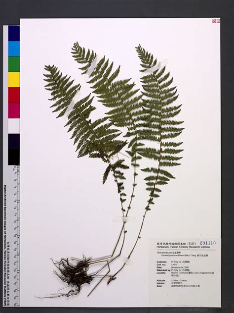 縮羽金星蕨|金星蕨屬 (Parathelypteris) 照顧，種植，繁殖，開花時間